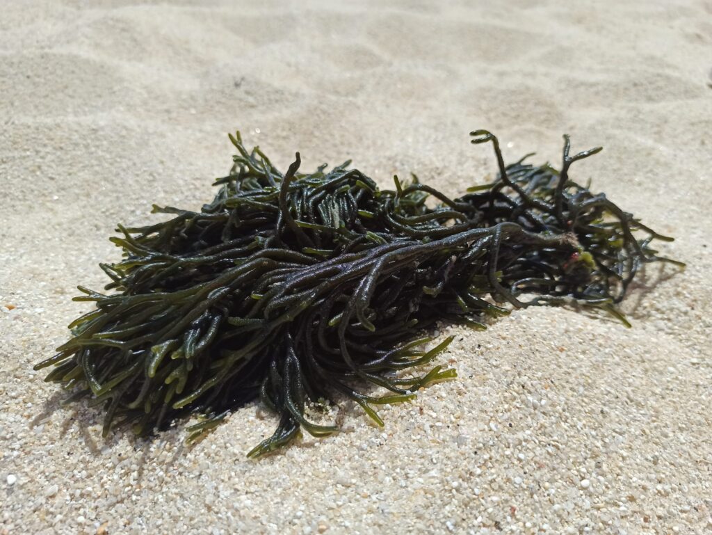 alga codium percebe
